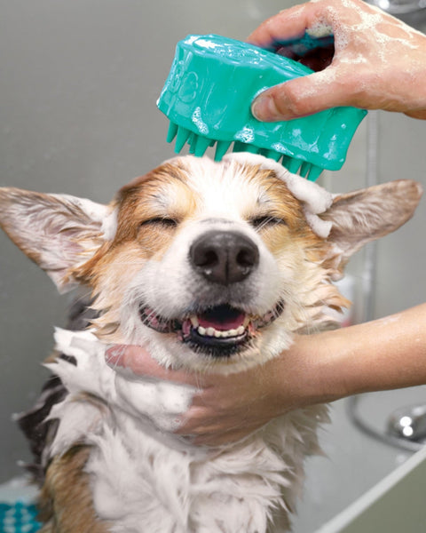 KONG ZoomGroom Bubbles Rubber Dog Grooming Brush 1ea/LG