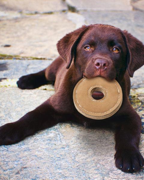 Ethical Pet 6" Dura-Fused Chunkies Ring