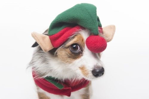 Spot Ethical Pet Elf Hat Red O/S